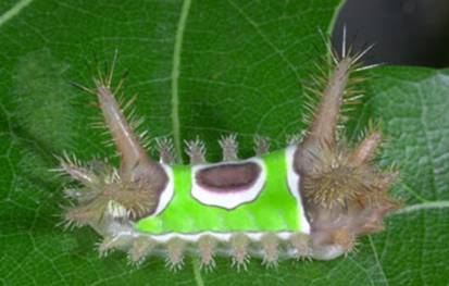 saddleback caterpillar, Acharia stimulea  (Lepidoptera: Limacodidae)