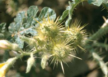 bufbur5.jpg (1080291 bytes)